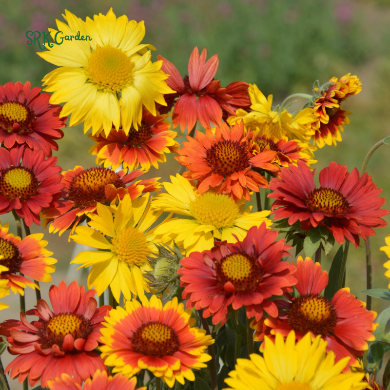 Blanket Flower Seeds, Gaillardia Aristata | 200 Seeds