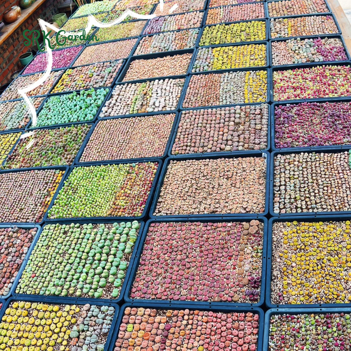 Lithops Living Stone Mix Color Size 0.4" to 0.7"