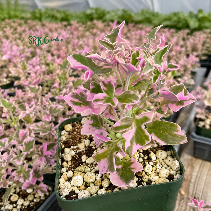 Lavender Fantasy | Variegated Senecio Articulatus Live Plant in 4 inch pot