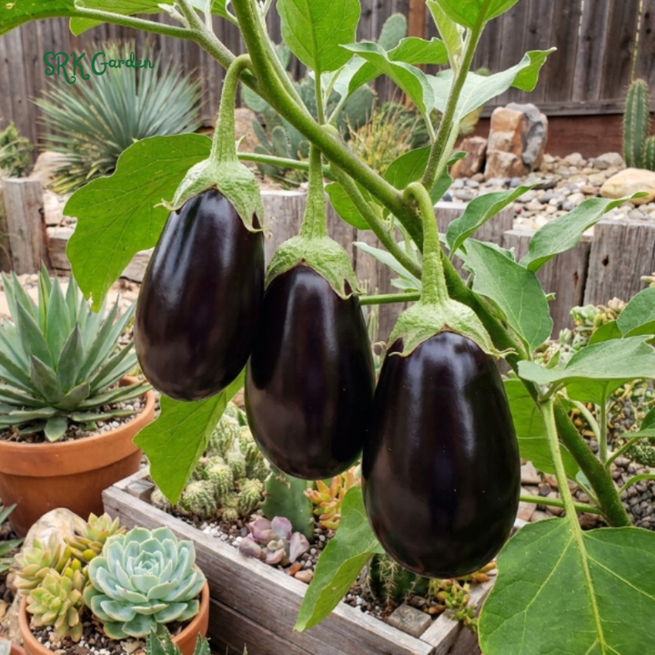 50+ Black Beauty Eggplant Seeds
