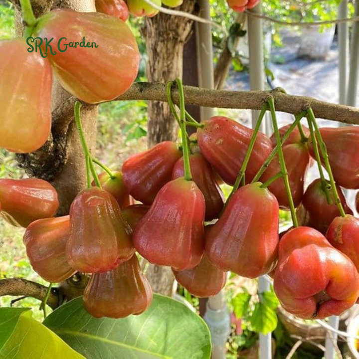 Red Wax Jambu (Syzygium jambos) Fruit Tree 12″- 24″ Tropical Plant