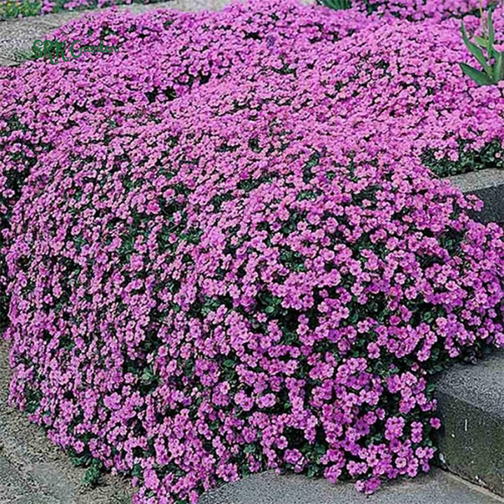 ALYSSUM SEEDS - Rosie Purple 1500 Seeds