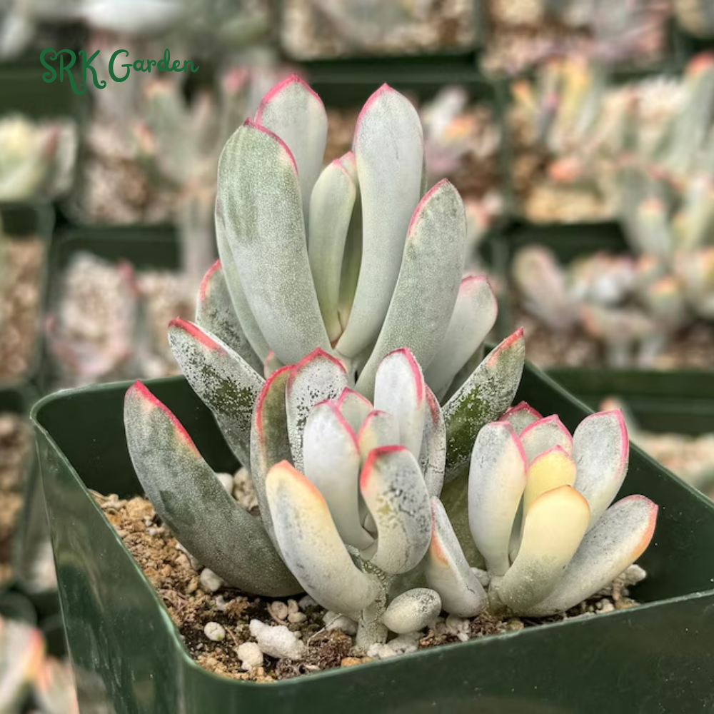 Variegated Cotyledon Orbiculata Long Leaf, Variegated Succulents, Rare Plant in 3", 4" pot
