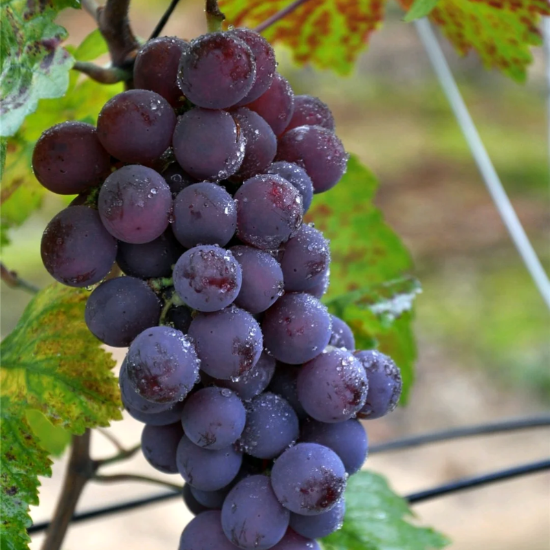 Red Grape Vine Live Plant for Planting. Fruit Tree 1-2 Year Old