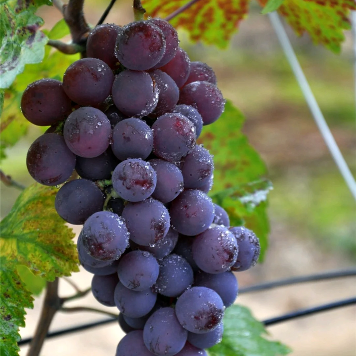 Red Grape Vine Live Plant for Planting. Fruit Tree 1-2 Year Old