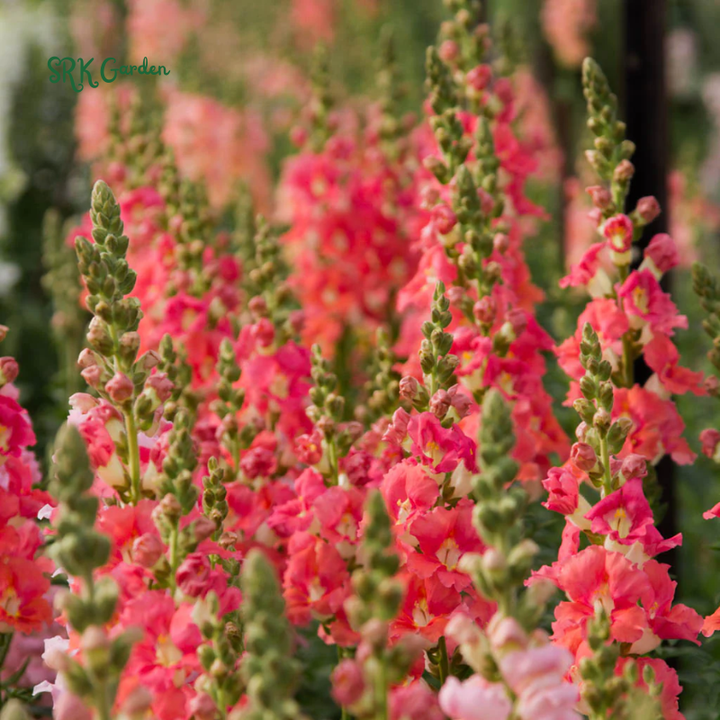 Chantilly Bronze Snapdragon Seeds | 30 Seeds