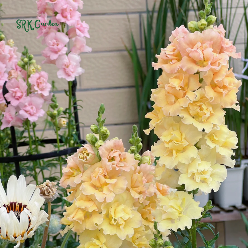 Snapdragon Maximum Mix 2000 Seeds