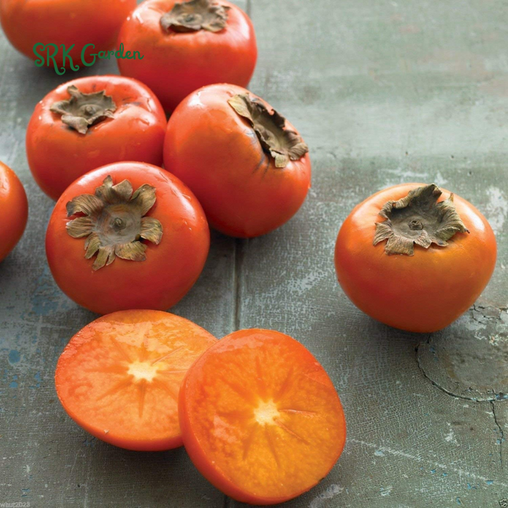 American Common Persimmon Live Plants | Well Rooted Starter Plant