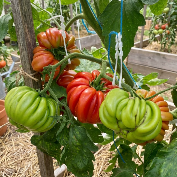 25+ Mushroom Basket Tomato Seeds, Heirloom, Solanum Lycopersicum