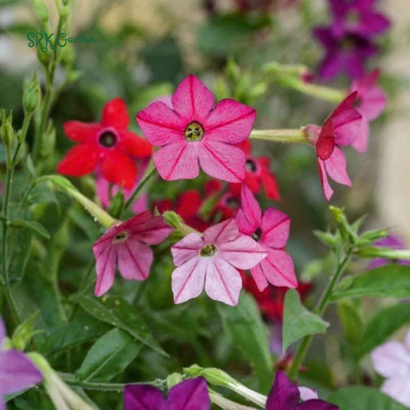 Sensation Flowering Tobacco Seed Mix, Nicotiana alata | 500 Seeds