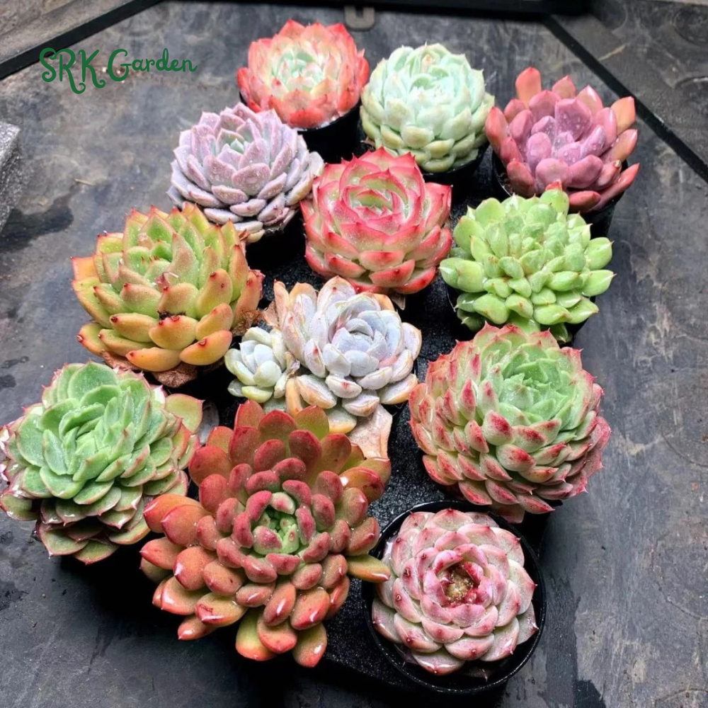 Succulents Mystery Box  6 - 12 pcs, Live Plants in 4'' pot