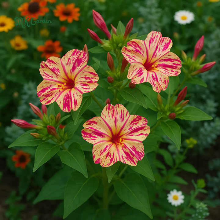 Broken Colors Four O'Clock Seeds | 25 Seeds