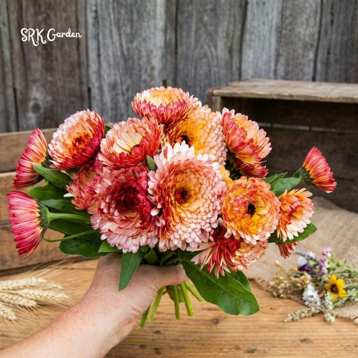Strawberry Blonde Calendula Seeds Organic 25 Seeds