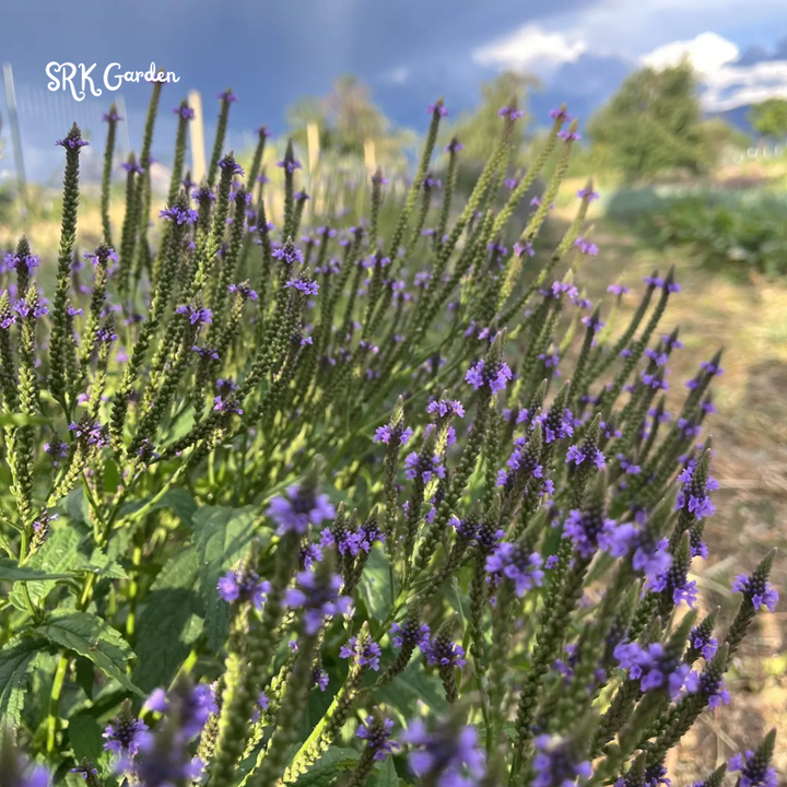 Blue Vervain Seeds | 200 seeds