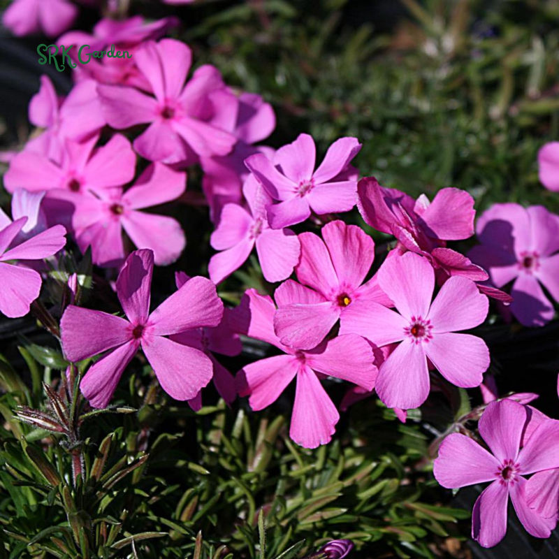 Mountain Phlox Seeds | 500 seeds