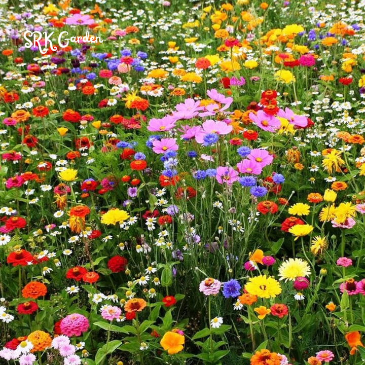 Over 60+ kinds Mixed Flowers Seeds, Perennial Wildflower Seeds, Year-around Planting