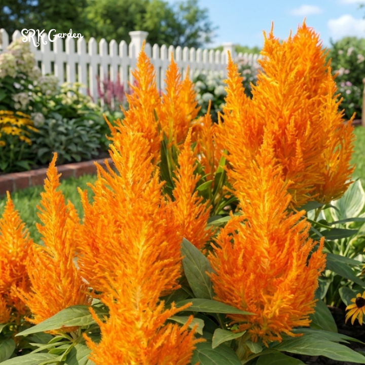 25 Sunday Orange Celosia Seeds, Copper fire Color, Celosia Plumosa