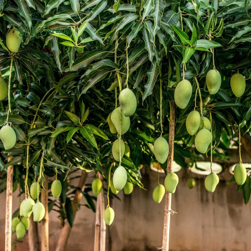 Julina Mango Tropical Live Fruit Tree 12"