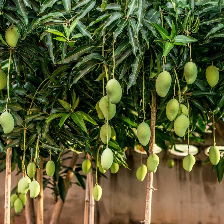 Julina Mango Tropical Live Fruit Tree 12"