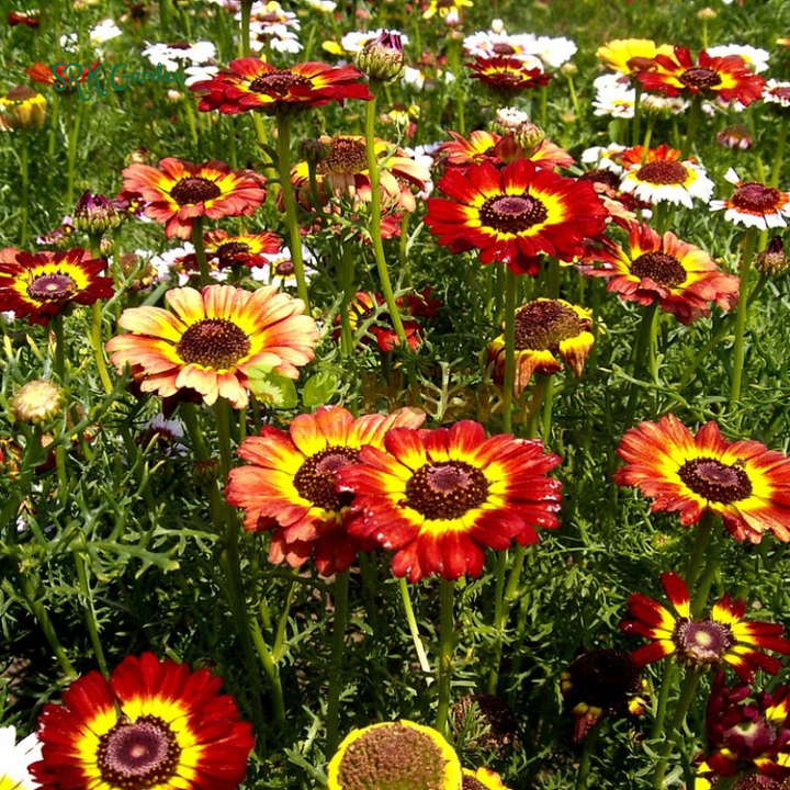 Rainbow Painted Daisy Seeds - Former Wildflower Tamed as a Colorful Sunny Annual and Cut Flower | 200 Seeds