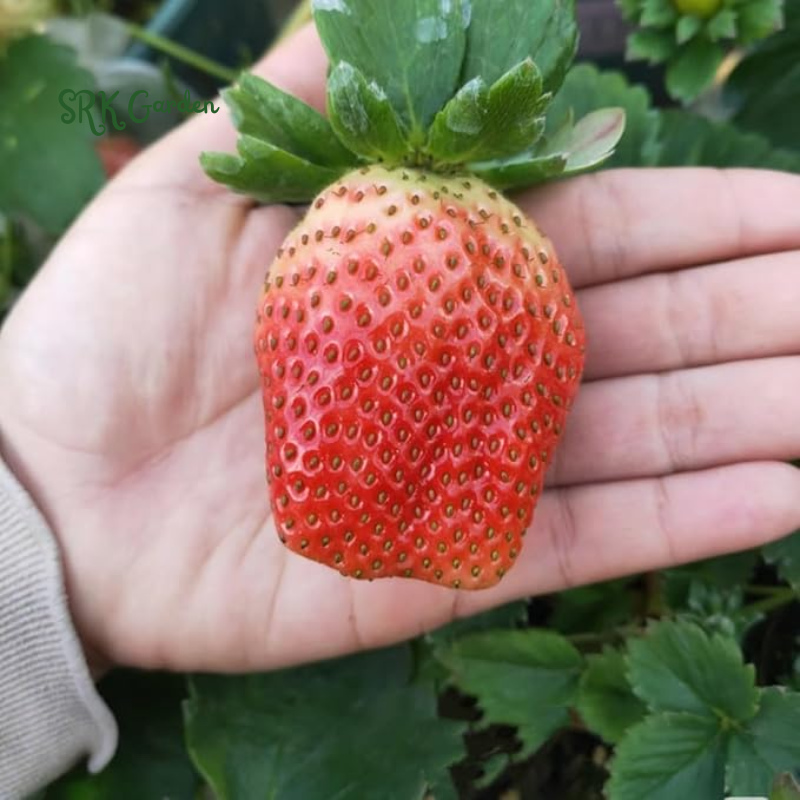 Strawberry Plants - Great for Planters - Day Neutral (Heavy Producer) - Bare Root