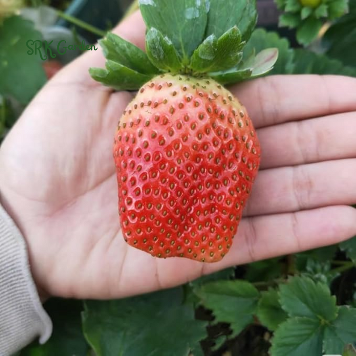Strawberry Plants - Great for Planters - Day Neutral (Heavy Producer) - Bare Root