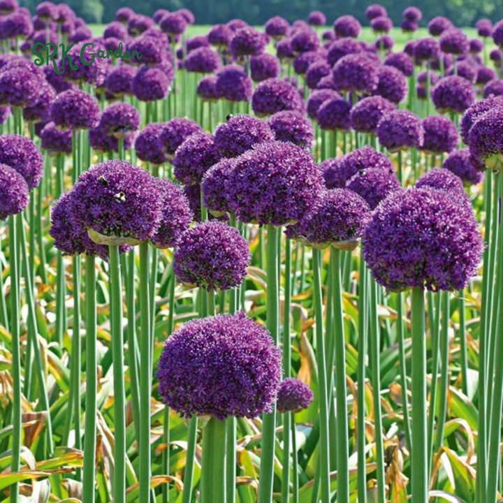 10 Giant Ball Onion Allium Christophii Bulbs