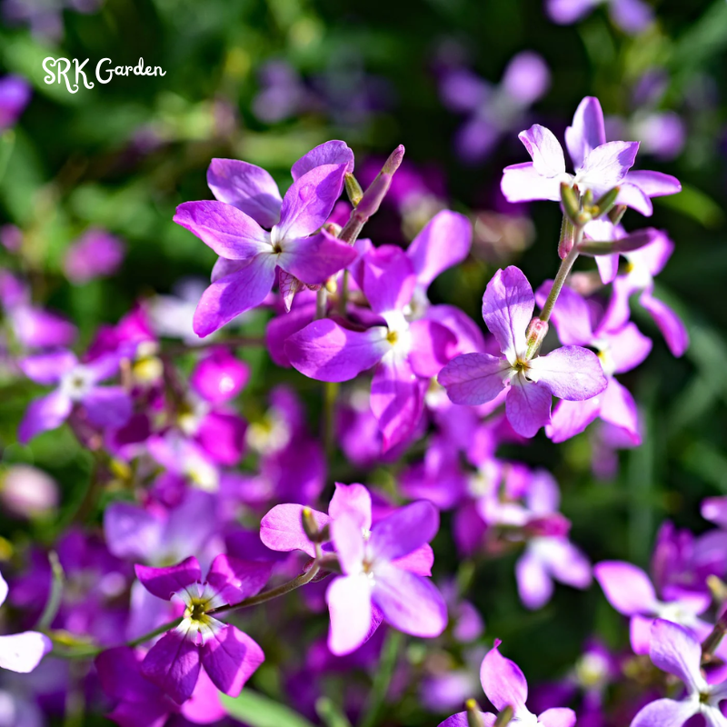 Evening Scented Stock Seeds | 2500 Seeds