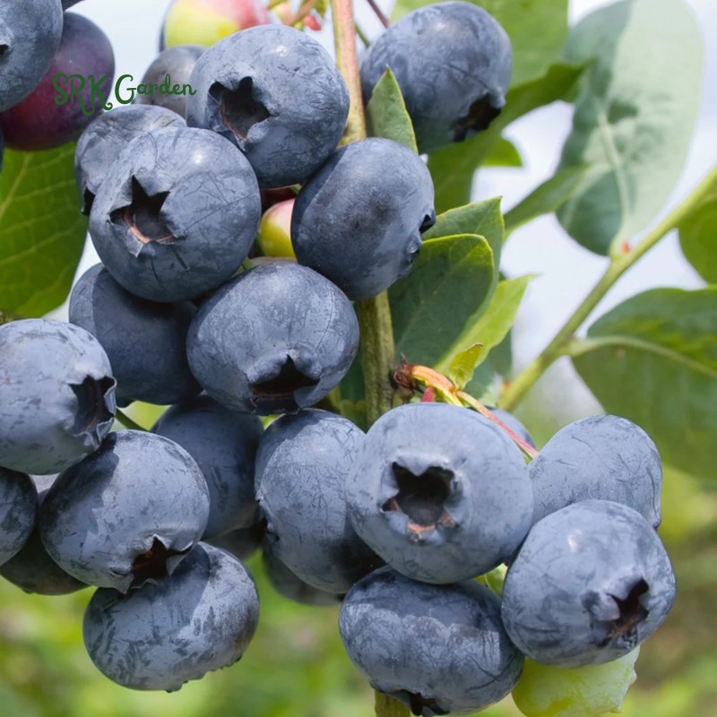 Blueberry Plant Emerald Live for Sale (4 Pack) | Easy to Grow Plants