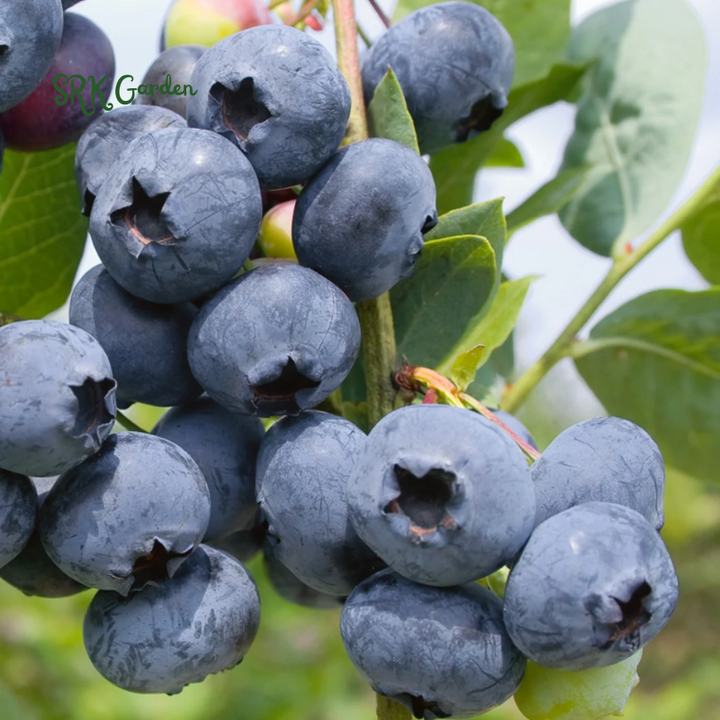 Blueberry Plant Emerald Live for Sale (4 Pack) | Easy to Grow Plants