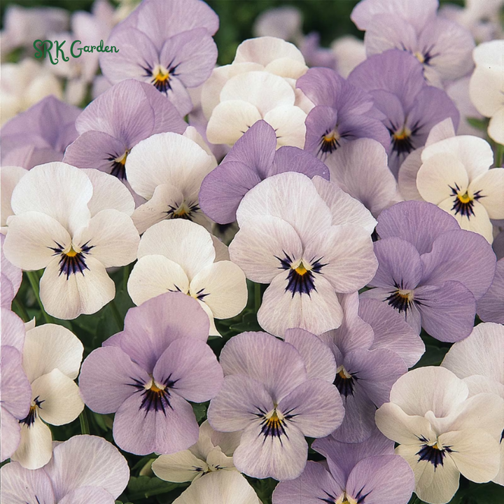 Viola Seeds - Sorbet Series - Yesterday Today Tomorrow 25 Seeds