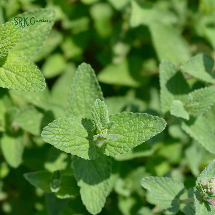Organic Catnip Seeds | 300 Seeds