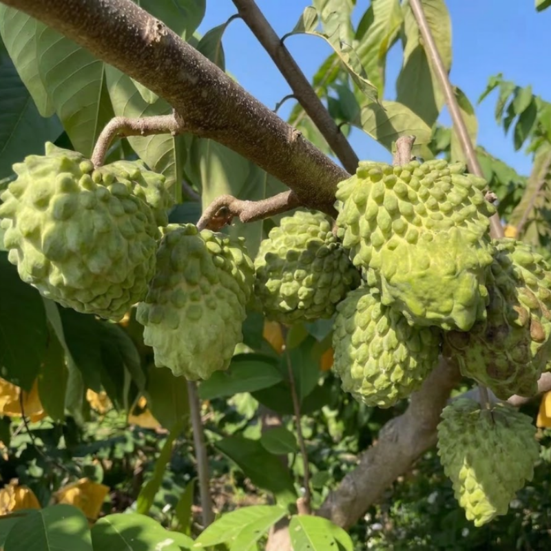 Live Plant - Fruit Tree