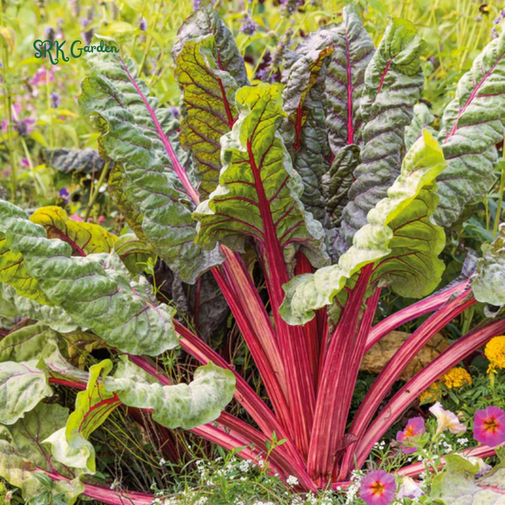 Organic Pink Flamingo Swiss Chard Seeds | 20 Seeds