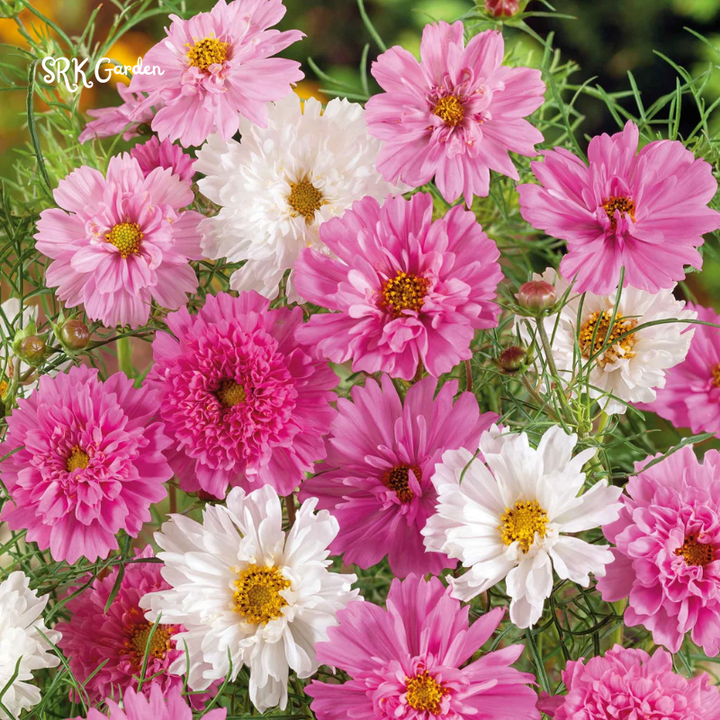 Double Click Rose Bonbon Cosmo Seeds | 25 Seeds
