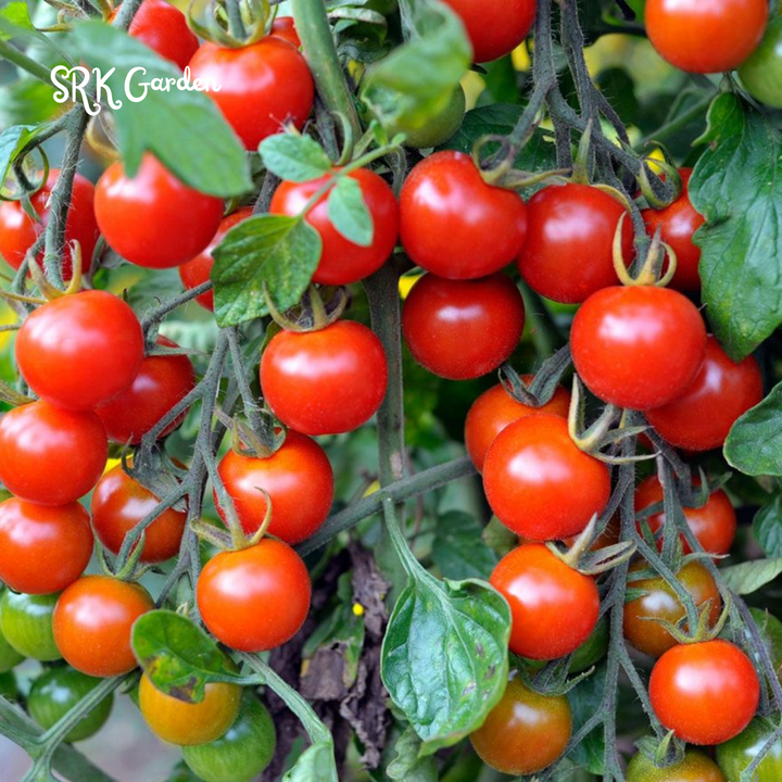 Red Cherry Tomato Seeds, Money Maker Cherry Tomatoes Natural, Non GMO 300+ Seeds