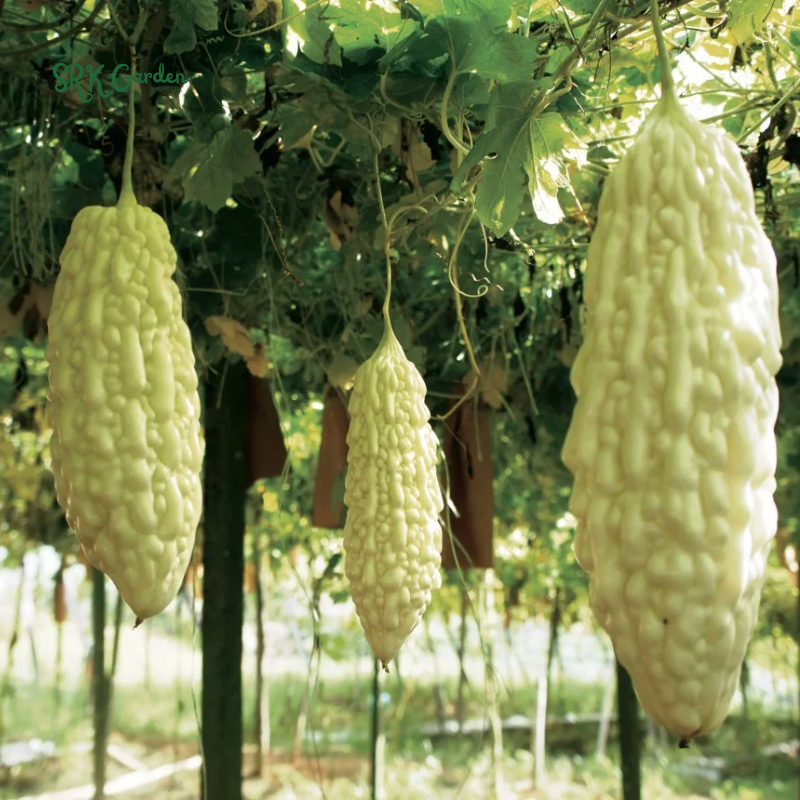 White Skin Bitter Gourd 10 Seeds