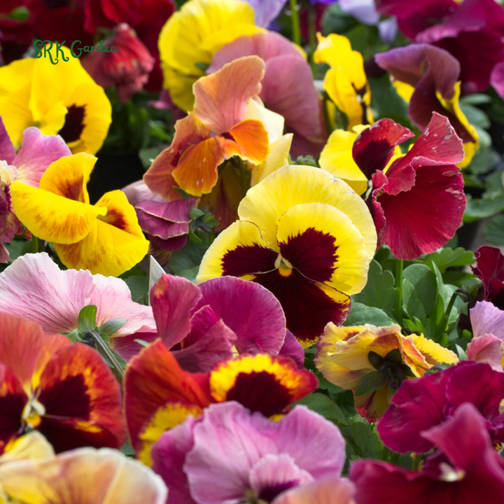 Swiss Giants Pansy Seed Mix | 100 Seeds
