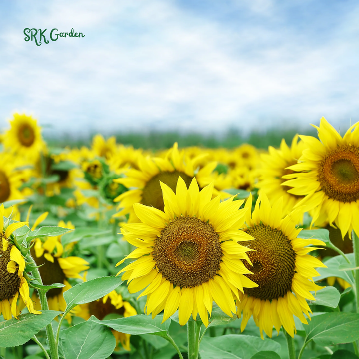 Giant Mammoth Sunflower Seeds for Planting, High Germination, Attracts Pollinators | 200 Seeds