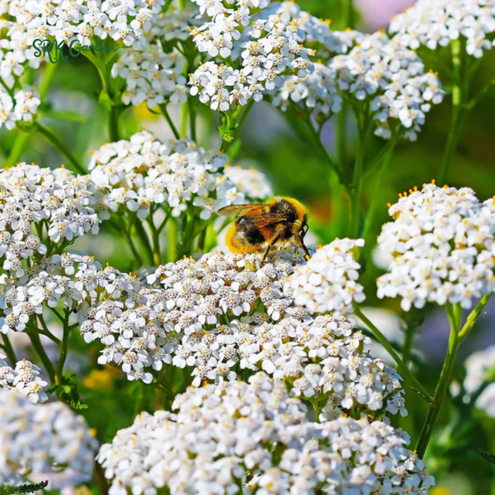 White Yarrow Seeds | 500 Seeds