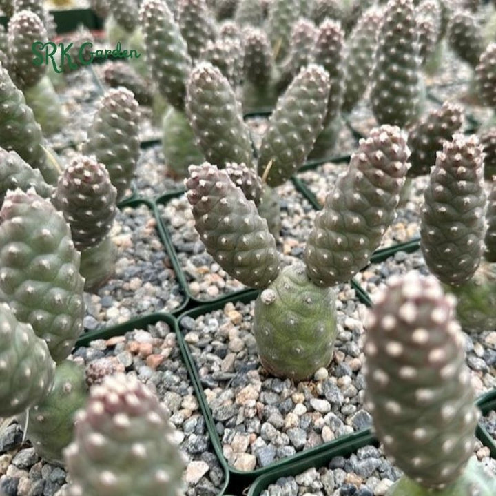 Pine Cone Cactus, Tephrocactus Articulatus, Unique Cactus in 3" pot