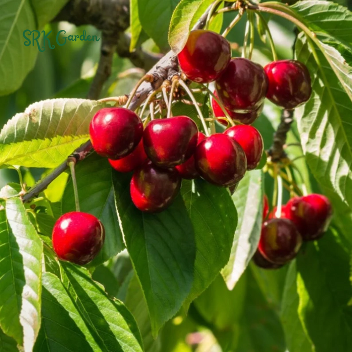 Dwarf Cherry Tree, Sweet Cherry Live Plants 2ft tall