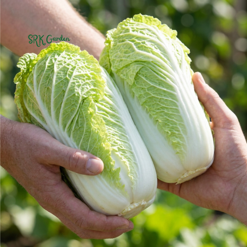 Mini Napa Cabbage Mini Kisaku | 50+ Seeds