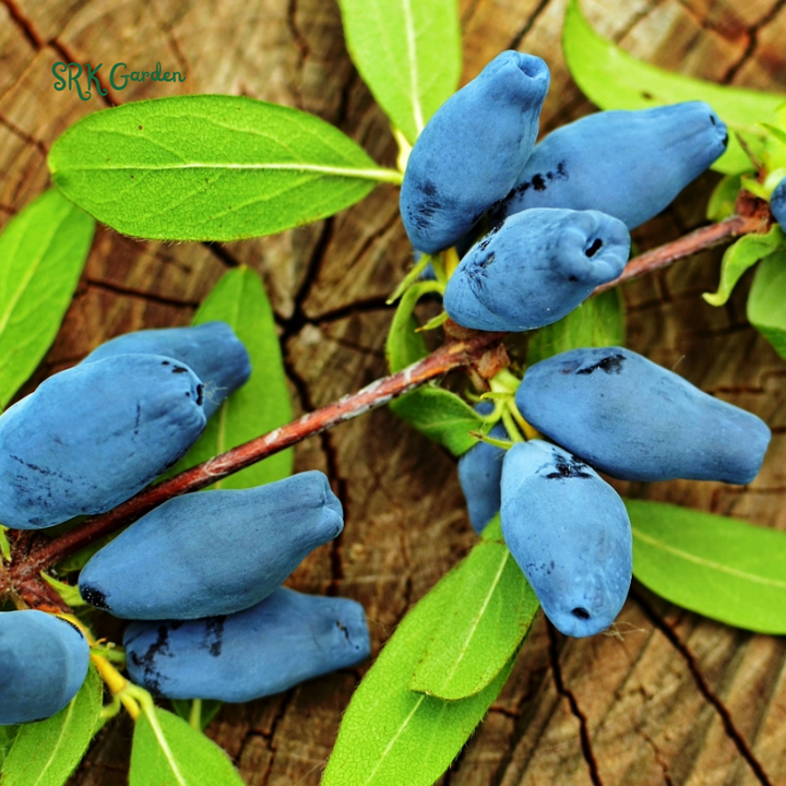 Live Blue Haskap Honeyberry Plant, 4 to 6 Inch Tall