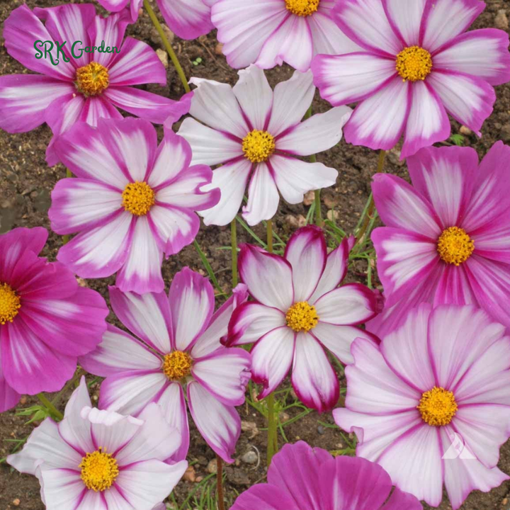 Candy Stripe Cosmos Seeds | 60 seeds