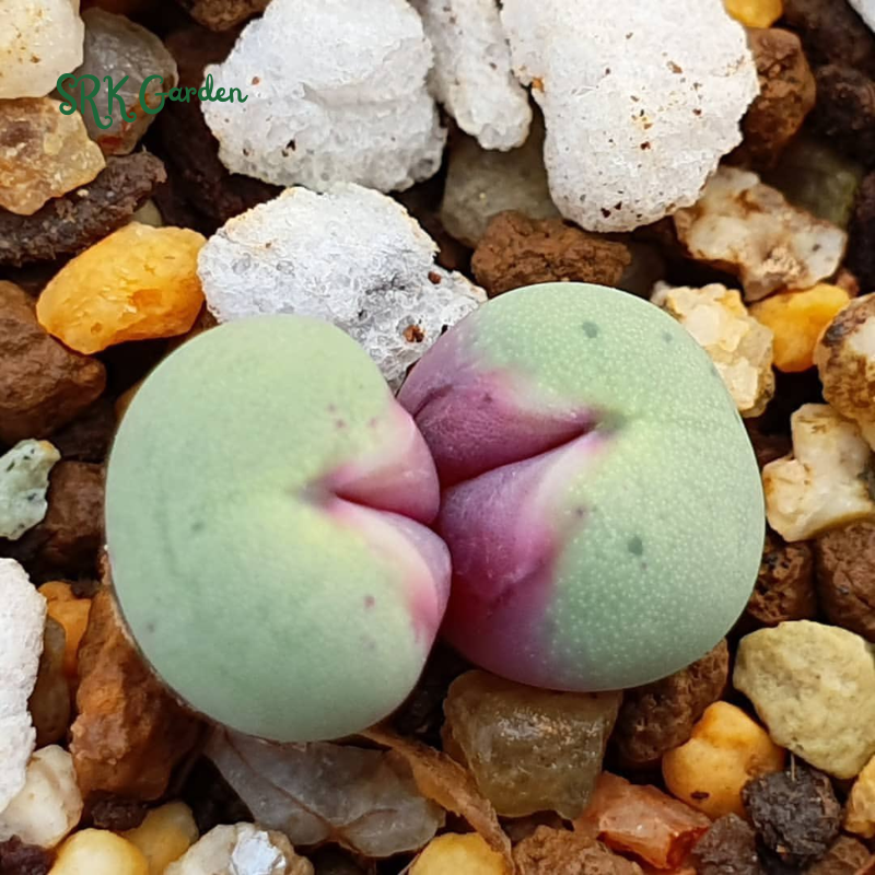 Conophytum pageae. Rare Succulents 20 Seeds