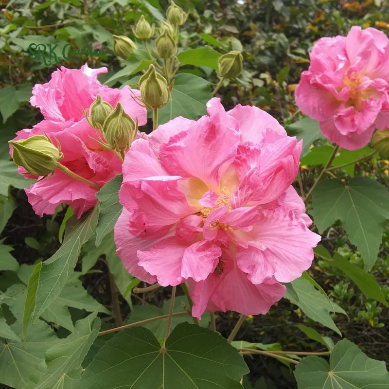 100 Rose Hibiscus Mutabilis Seeds Fragrant Exotic Eye Appeal | Heirloom & Non-GMO