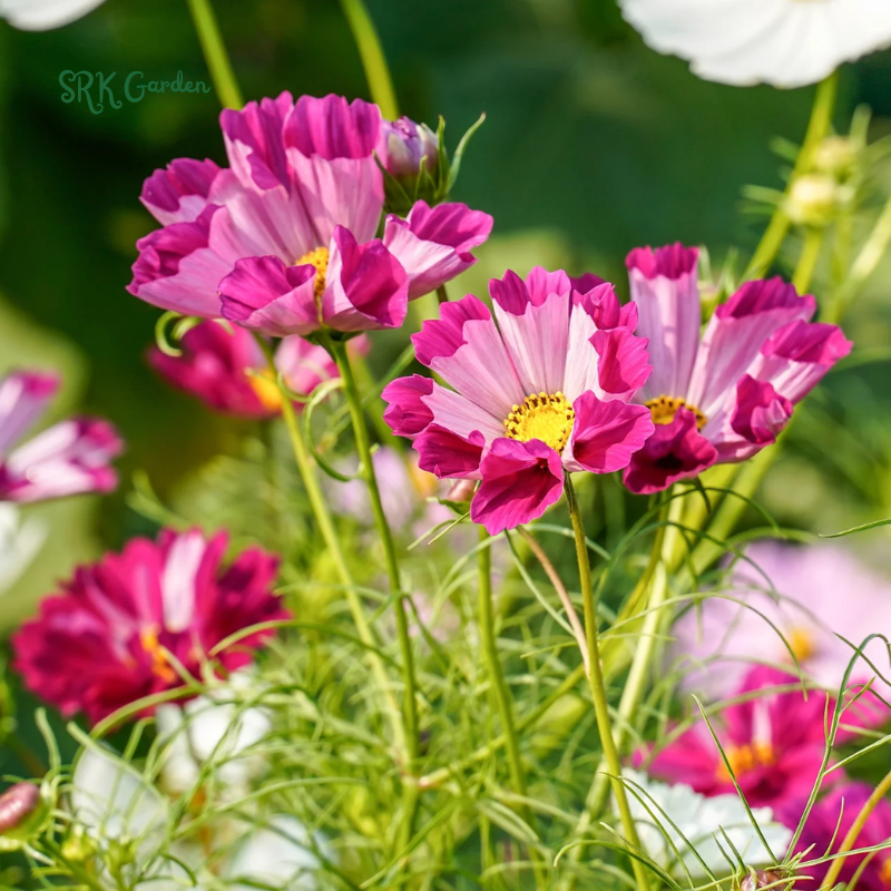 Sea Shells Cosmos Seeds for planting | 100 Seeds
