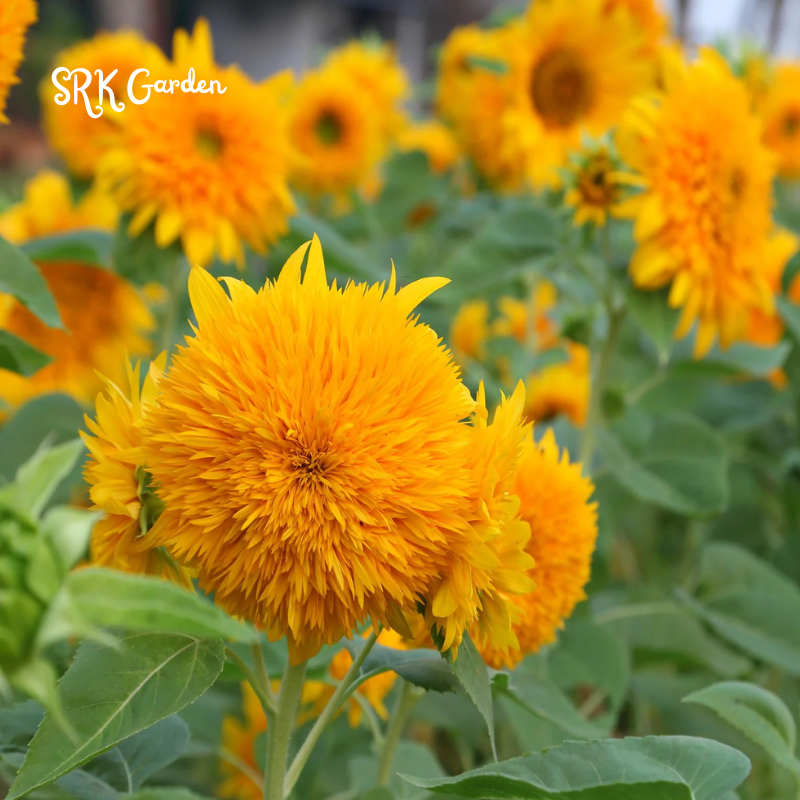 Yellow Teddy Bear Sunflower Plant 100 Seeds