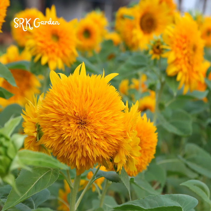 Yellow Teddy Bear Sunflower Plant 100 Seeds